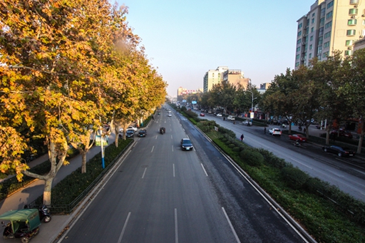 济南市张庄路道路绿化糖心vlog
